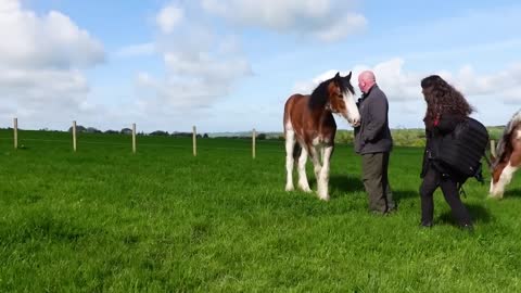 Riding the Clydesdale in Scotland