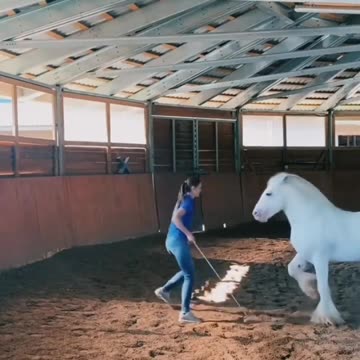 Dancing horse