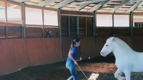 Dancing horse