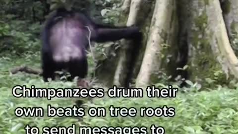 Did You Know Chimpanzees Speak to Each Other By Drumming on Trees?