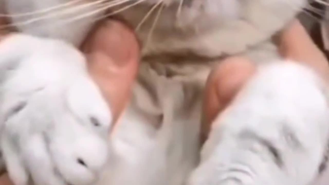 Cat video
