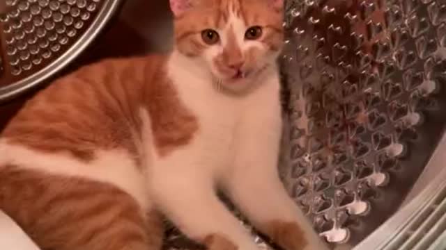 Crazy kitten decides to nap in the dryer