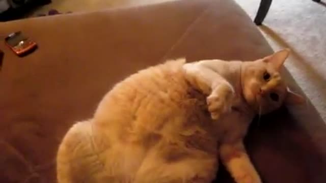 fat cat try to roll over