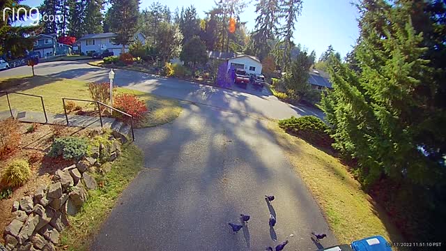 Scaring Crows With a Security Camera