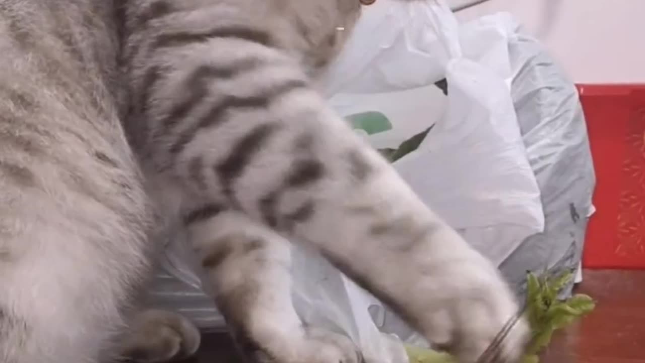 cat funny video | new funny video 2023 | animal and man funny video #viral#trending#short