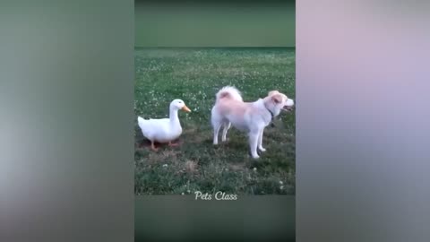 funny animals