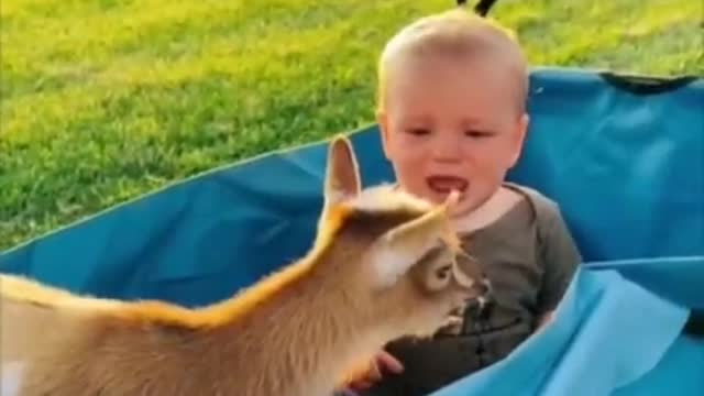Animal funny clip