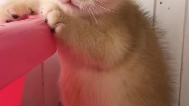 OMG So Cute Cats ♥ Best Funny Cat ❤️🐈Videos 2021 #shorts