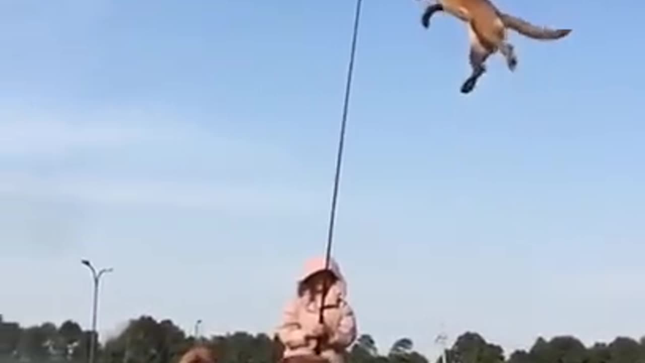 Flying Dog!Chinese dog trainer's work