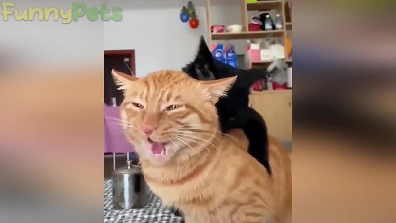 best funniest animal videos 2023 😂 funny cats and dogs 😹🐶