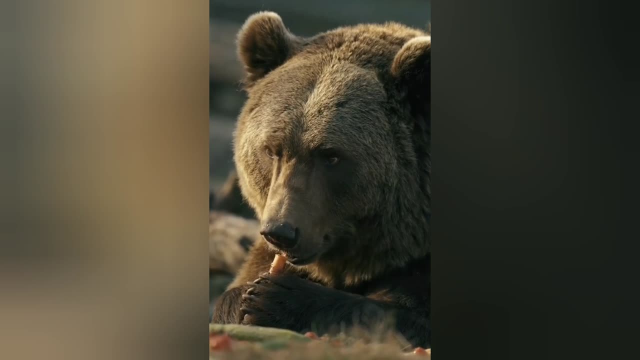 This bear is pure vegetarian