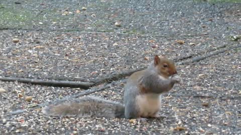 Squeaky Gets a Snow Hat