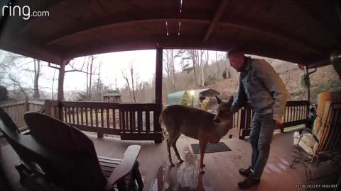 Deer 🦌 NW NC at The Treehouse 🌳 Lady came back after breakfast for some alone time #RingTV