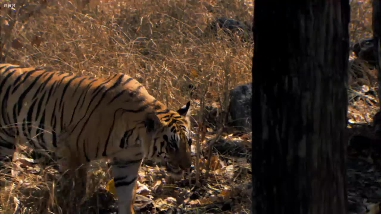 Tiger Cubs' Last Moments as a Family _ Tiger _ Spy in the Jungle _ BBC Earth