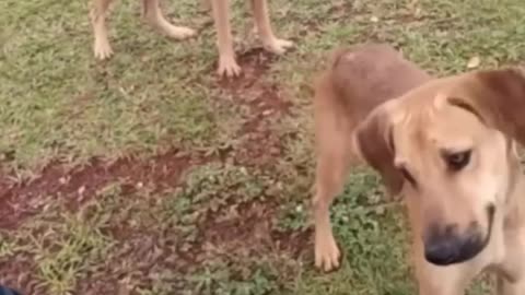 very funny cat and dogs compilation/😂😂😂😂😂😂😂/ #short