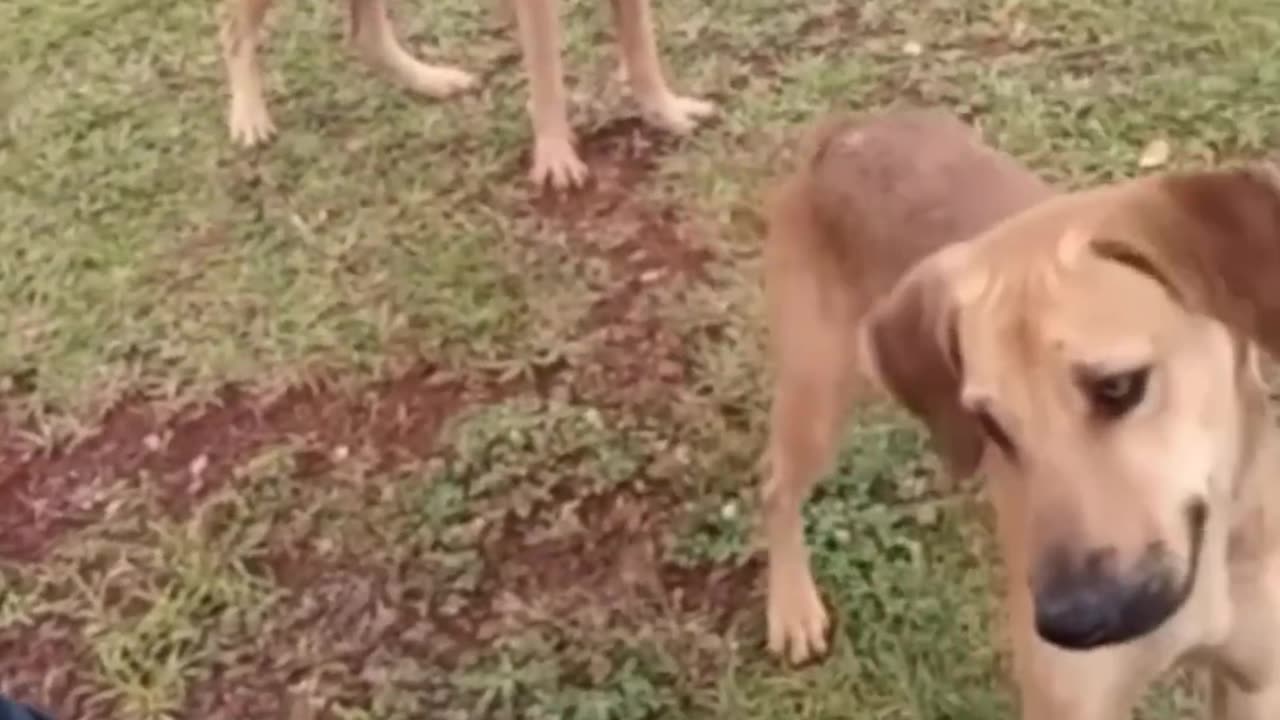 very funny cat and dogs compilation/😂😂😂😂😂😂😂/ #short