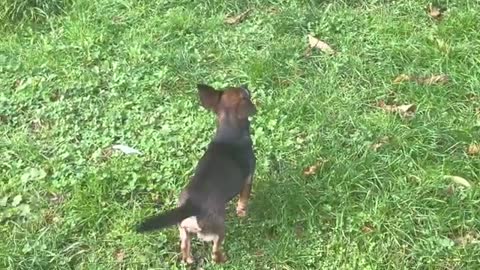 Doves breakfast interrupted by bold dogs, Maya & Inca