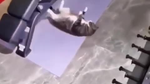 Cats gym power