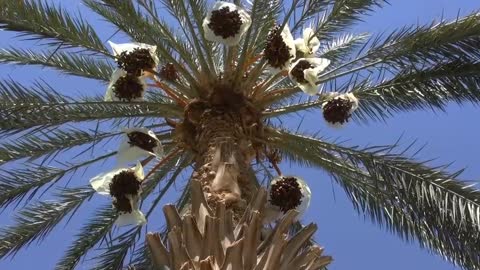 beautiful coconut tree