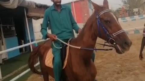 horse and Sawari horse in the race