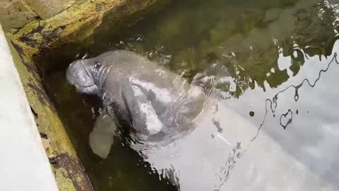 Massive manatee doing the cutest thing ever!