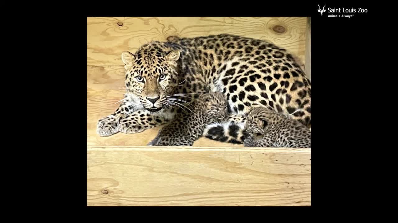 Amur leopard cubs at the Saint Louis Zoo