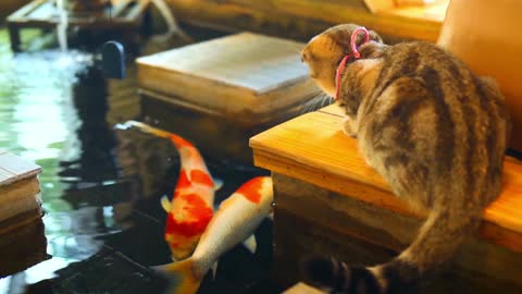 kitten admiring little fishes in the lake