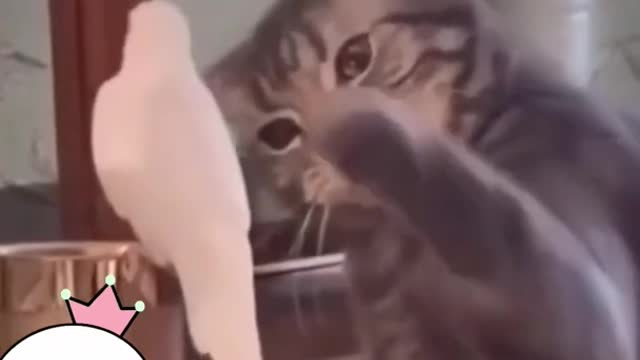 Cute and Funny Cat vs Dogs Videos Compilation 2022