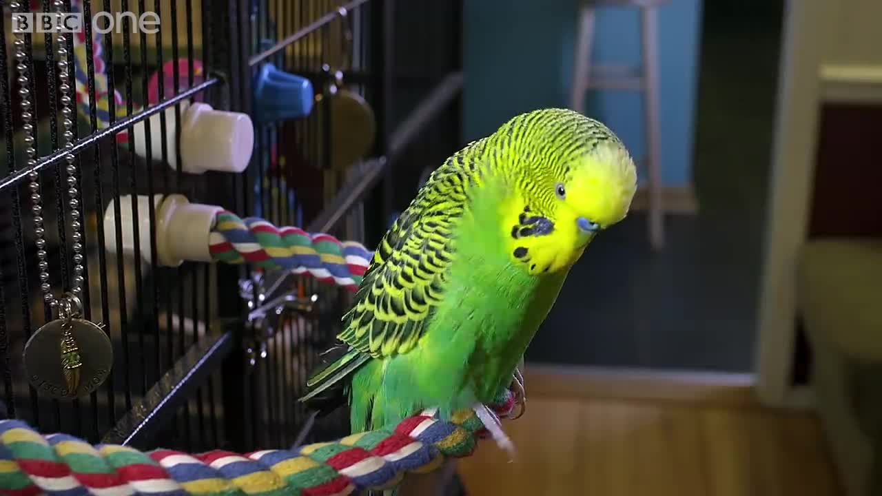 Meet Disco the incredible talking budgie _ Pets - Wild at Heart - BBC