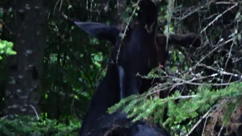 Moose