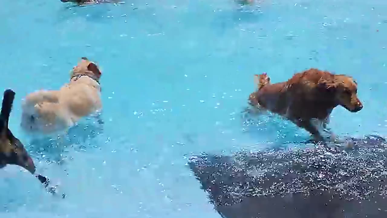 Pool Day for the Pups