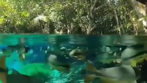 This is a beautiful and charming water-dwelling species