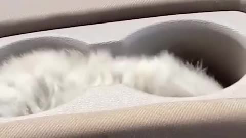Cute animals cuddling with their masters