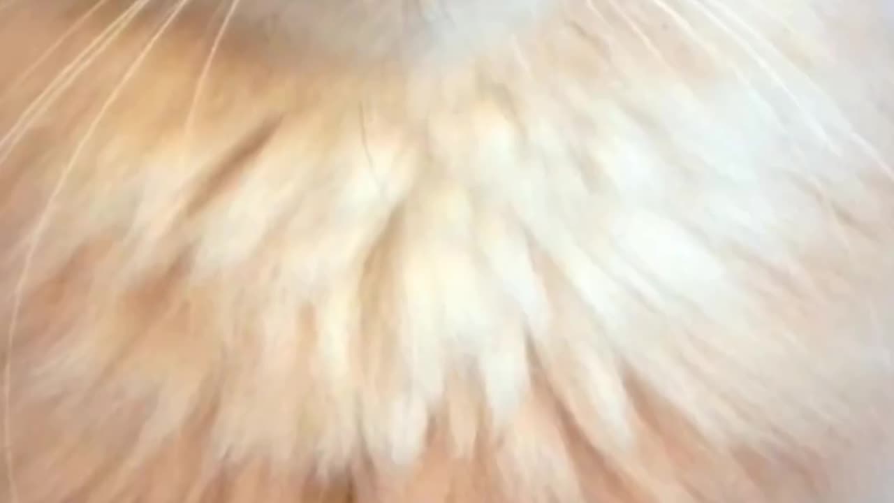 Cat pets