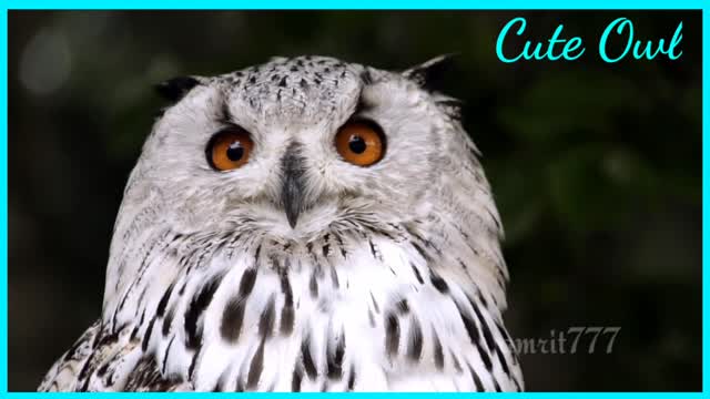 So Cute Owl 🦉