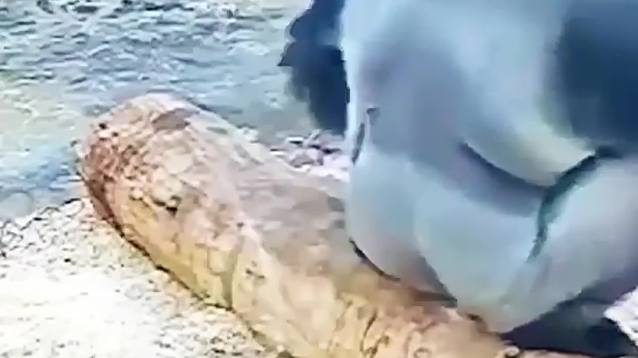 Gorilla Playing - Vía waowafrica (Ig)