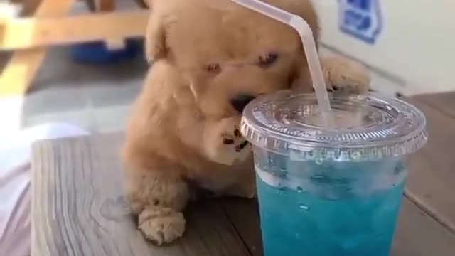 Little poodle girl Tina enjoying a glass of blue lemonade. 🤩🥤