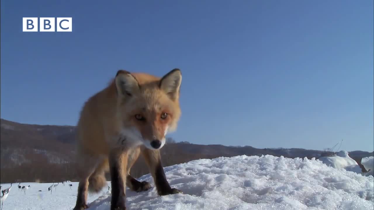 BEAUTIFUL JAPANESE CRANES in the snow - top sight In Nature (Earthflight - David Tennant)