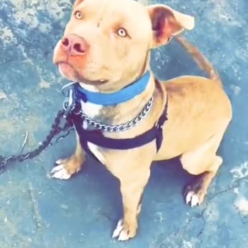 Top Quality Pitbull Dog | short video|best attitude status for whatsapp 2022 #whatsappstatus #dog