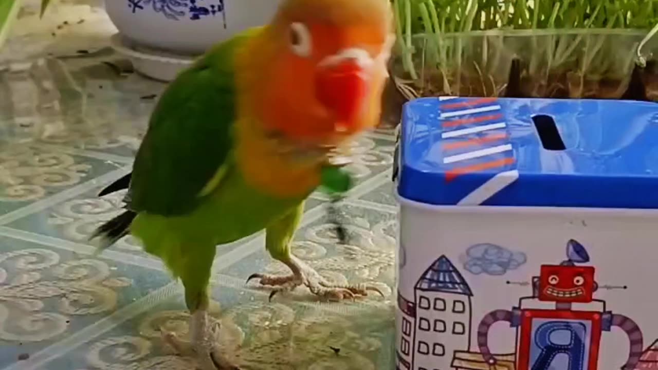 Intelligent & Smart Parrot