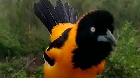 Amezing bird