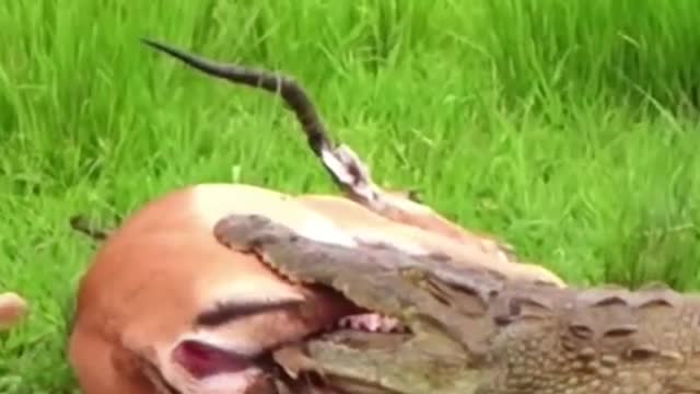 Dying,the antelope suddenly broken free from the crocodile