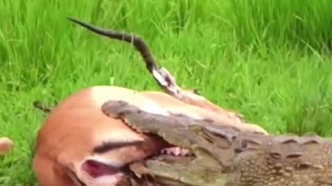 Dying,the antelope suddenly broken free from the crocodile