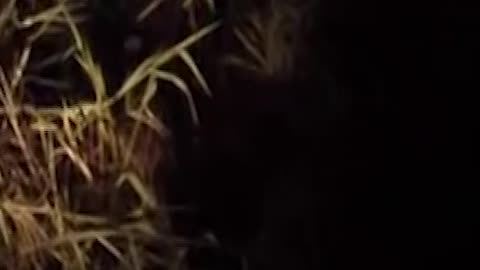 That's the alligator were looking for!