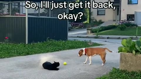 Funny Cat vs Dogs