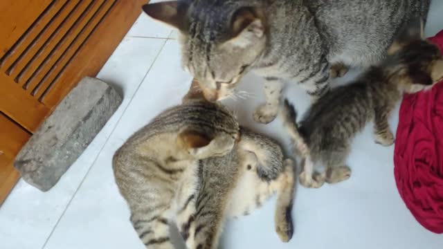 Great Cat Mom With A Lot Of Cute Kittens Viral Cat