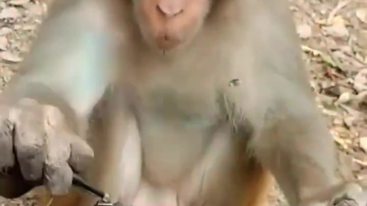 #shorts Funny Animals Videos, Funny Animals Shorts #funnyanimalvideos #monkeyvideo #atharvallinone