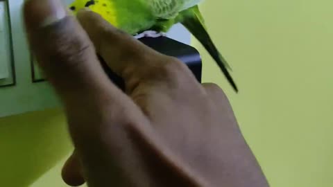 Beautiful bird in house
