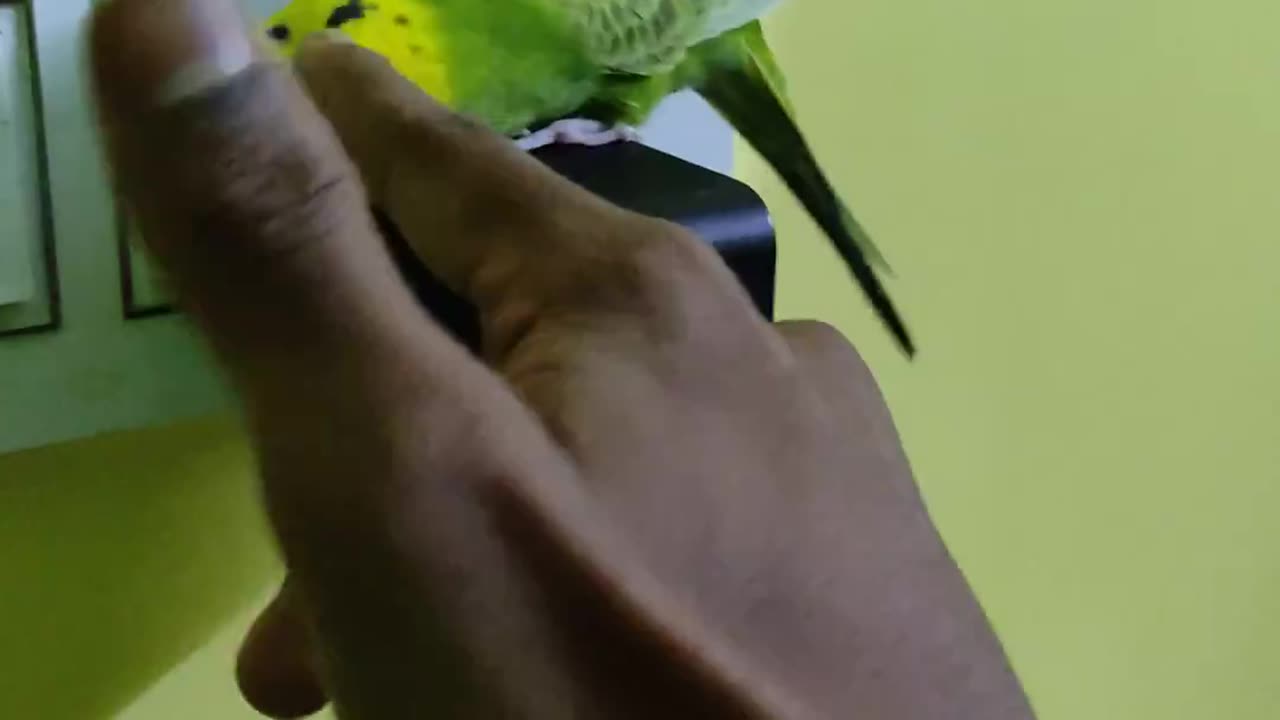 Beautiful bird in house