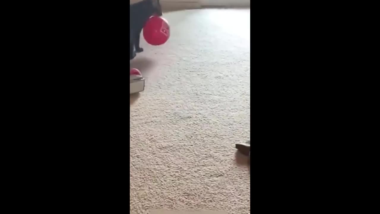 Funny animal videos 2023 - Funny cats/dogs - Funny animals Part71/Haypyy Pett